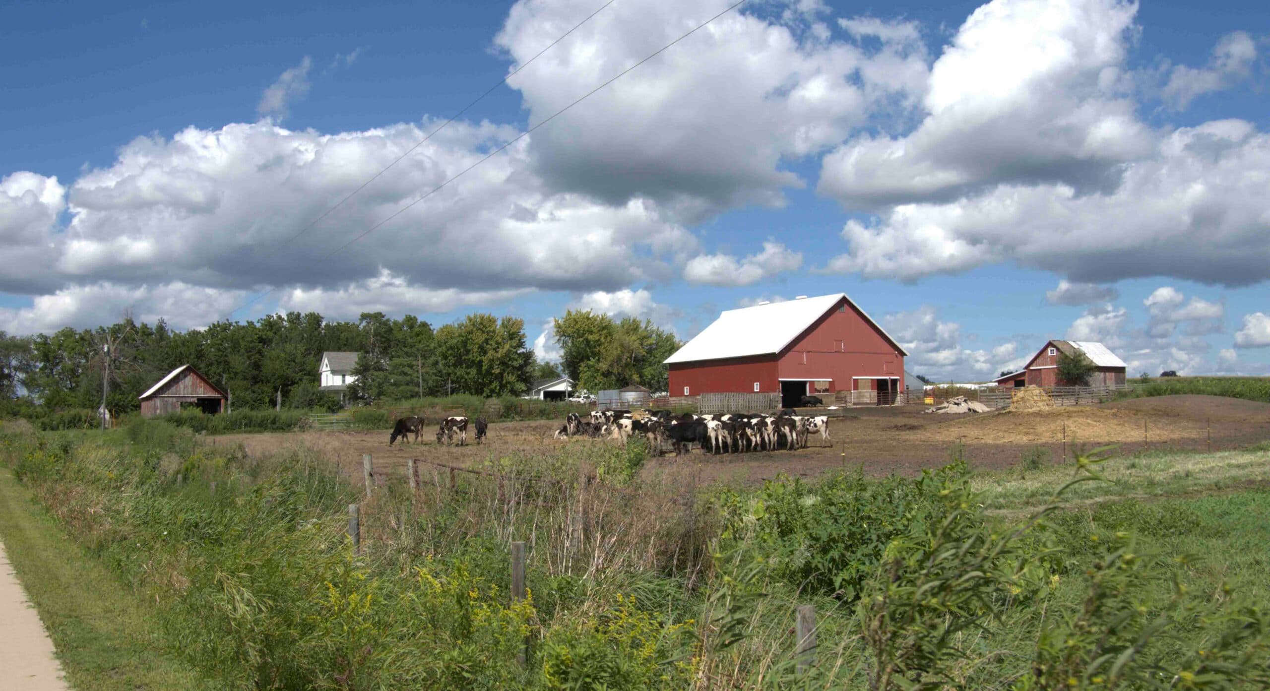 An Iowa farm with red barns and grazing cattle under a summer sky with tall clouds.